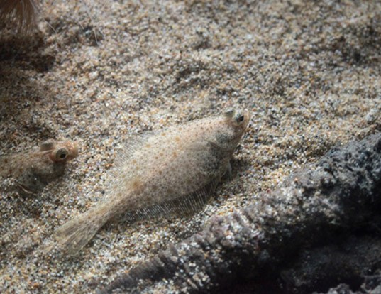 Picture of a pacific sanddab (Citharichthys sordidus)