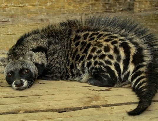 MALAGASY CIVET LIFE EXPECTANCY