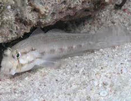 round goby life expectancy