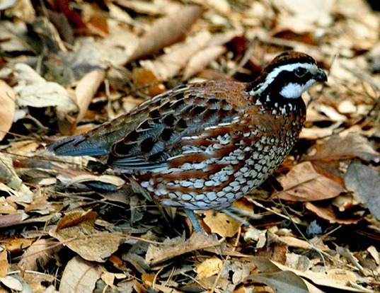 GAMBEL'S QUAIL LIFE EXPECTANCY