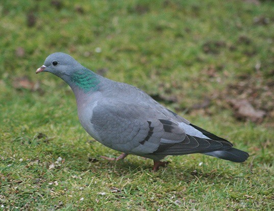 Picture of a stock dove (Columba oenas)