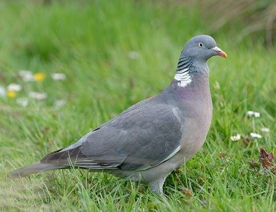 WOODPIGEON LIFE EXPECTANCY