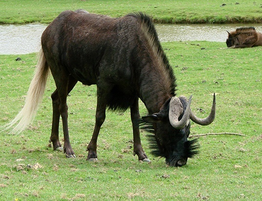 Picture of a black wildebeest (Connochaetes gnou)