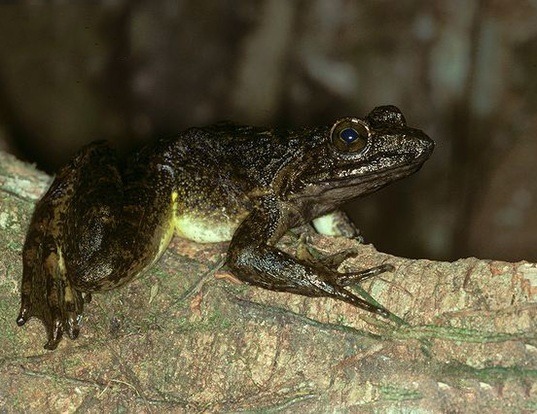 Picture of a goliath frog (Conraua goliath)