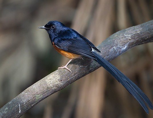 Picture of a white-rumped shama (Copsychus malabaricus)