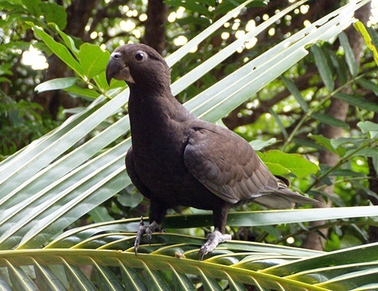 Picture of a vasa parrot (Coracopsis vasa)
