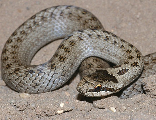 Picture of a european smooth snake (Coronella austriaca)