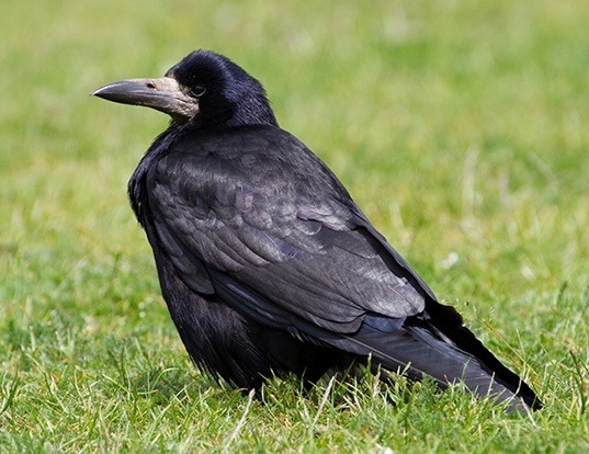 MowatWilson Syndrome Hereditary Ocular Diseases