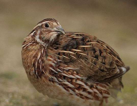 JAPANESE QUAIL LIFE EXPECTANCY