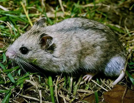 DESERT HAMSTER LIFE EXPECTANCY