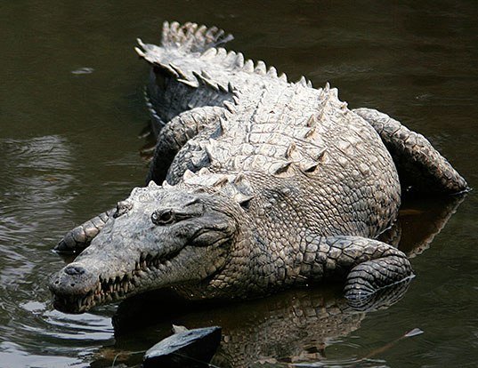 Picture of a american crocodile (Crocodylus acutus)