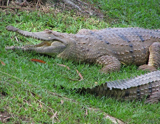 Picture of a johnson's crocodile (Crocodylus johnstoni)