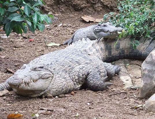 Picture of a new guinea crocodile (Crocodylus novaeguineae)