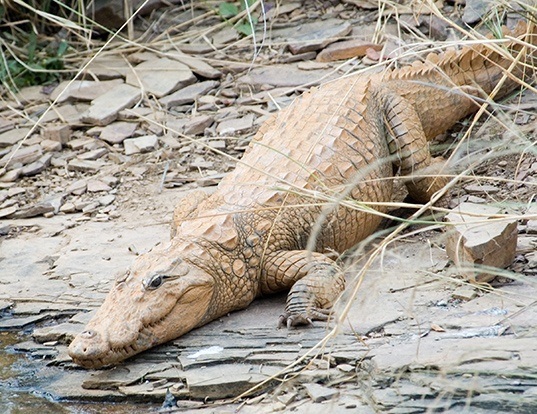 Picture of a mugger or marsh crocodile (Crocodylus palustris)