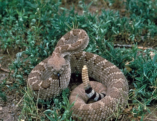 Picture of a western diamondback rattlesnake (Crotalus atrox)