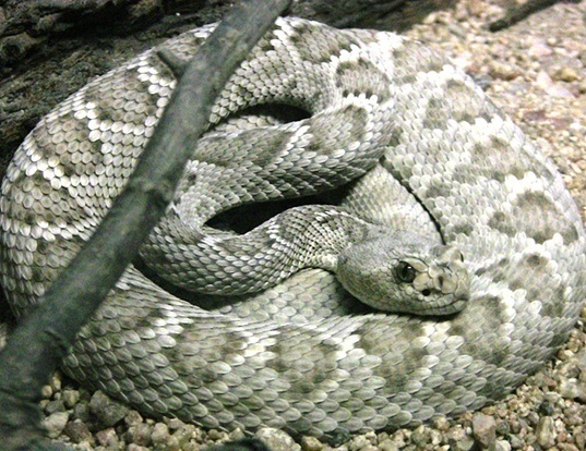 Picture of a saint catalina rattlesnake (Crotalus catalinensis)