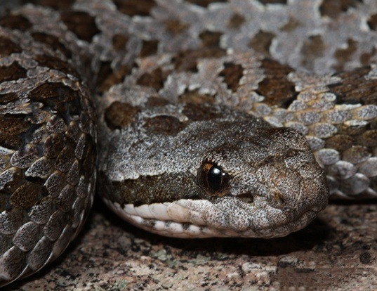 Picture of a twin-spotted rattlesnake (Crotalus pricei)