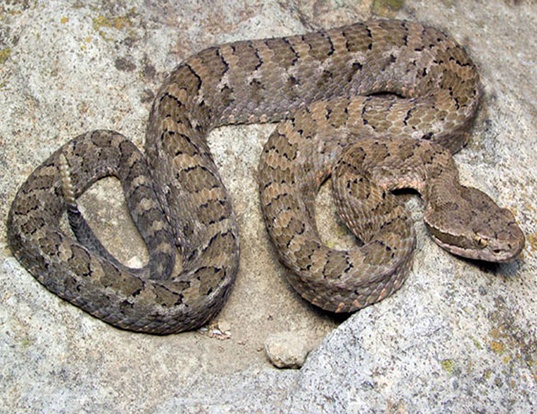 Picture of a tancitanan dusky rattlesnake (Crotalus pusillus)