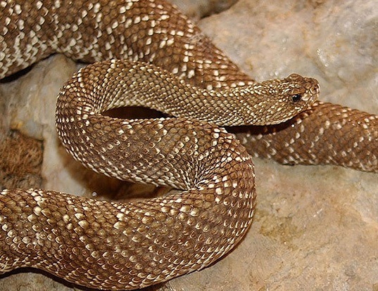 Picture of a uracoan rattlesnake (Crotalus vegrandis)