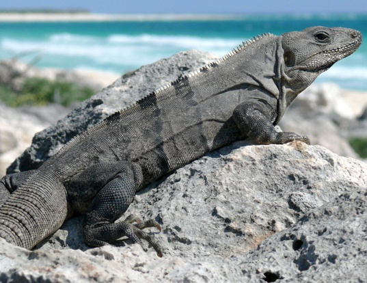 Picture of a spiny-tailed iguana (Ctenosaura similis)