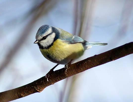 BLUE TIT LIFE EXPECTANCY