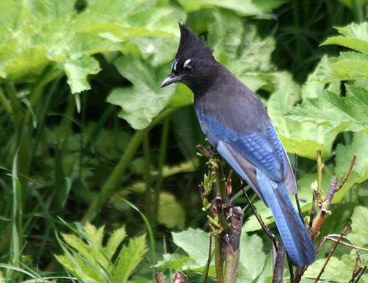 STELLER'S JAY LIFE EXPECTANCY