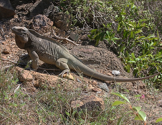 Picture of a anegada ground iguana (Cyclura pinguis)