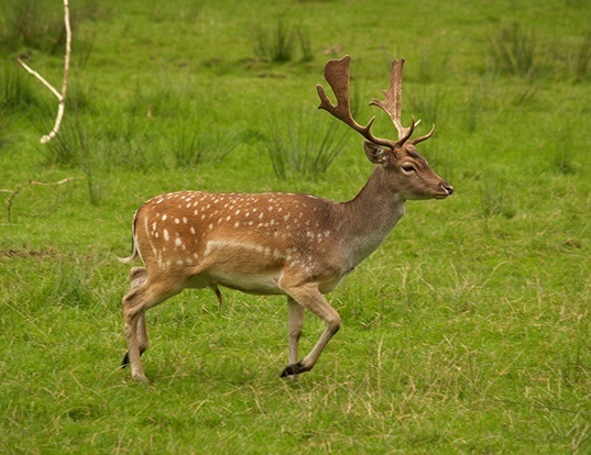 Picture of a fallow deer (Dama dama)