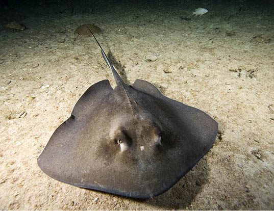 Picture of a southern stingray (Dasyatis americana)