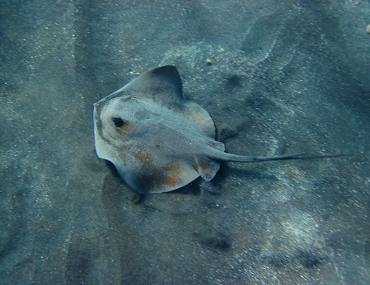 Picture of a stingray (Dasyatis pastinaca)