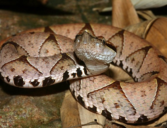 Picture of a chinese moccasin (Deinagkistrodon acutus)