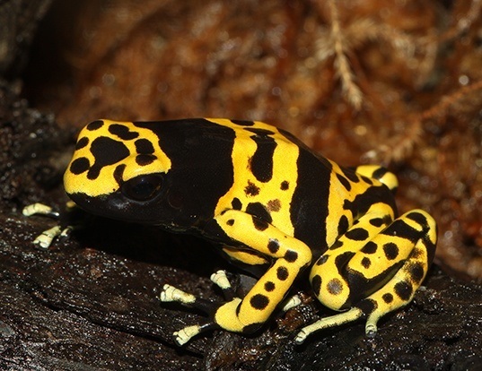 Picture of a yellow-headed poison frog (Dendrobates leucomelas)