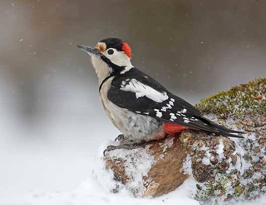 Picture of a syrian woodpecker (Dendrocopos syriacus)