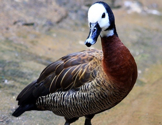 Picture of a white-faced whistling duck (Dendrocygna viduata)