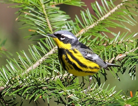 Picture of a magnolia warbler (Dendroica magnolia)