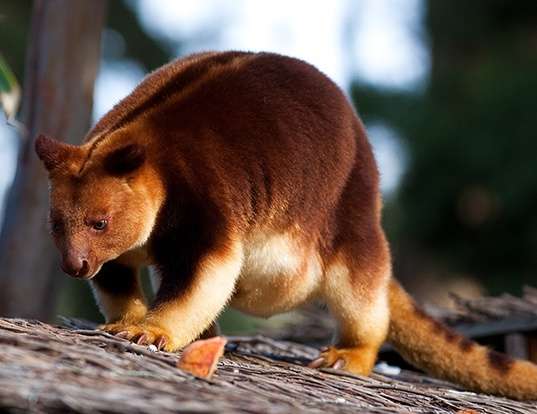 goodfellow-s-tree-kangaroo-life-expectancy