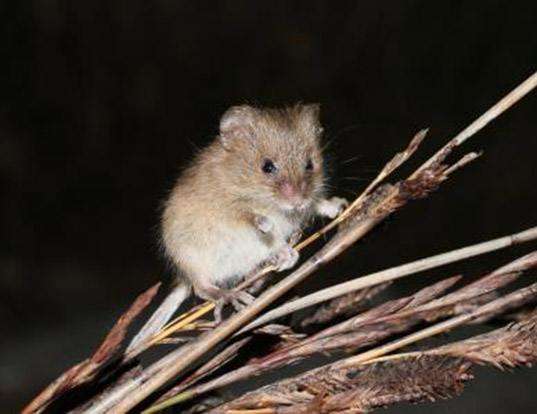 CACTUS MOUSE LIFE EXPECTANCY