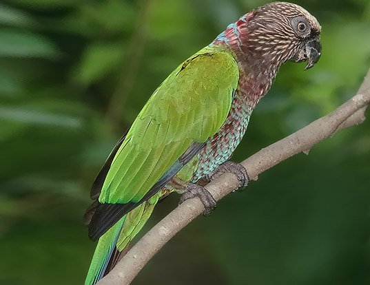 Picture of a red-fan parrot (Deroptyus accipitrinus)