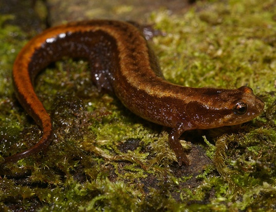 Picture of a seepage salamander (Desmognathus aeneus)