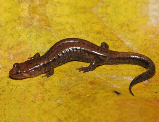 Picture of a allegheny mountain dusky salamander (Desmognathus ochrophaeus)