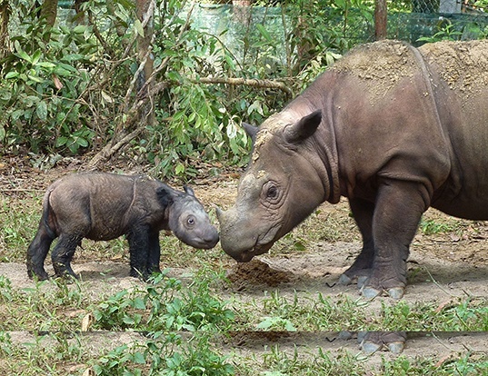 SUMATRAN RHINOCEROS LIFE EXPECTANCY SUMATRAN RHINOCEROS LIFE EXPECTANCY