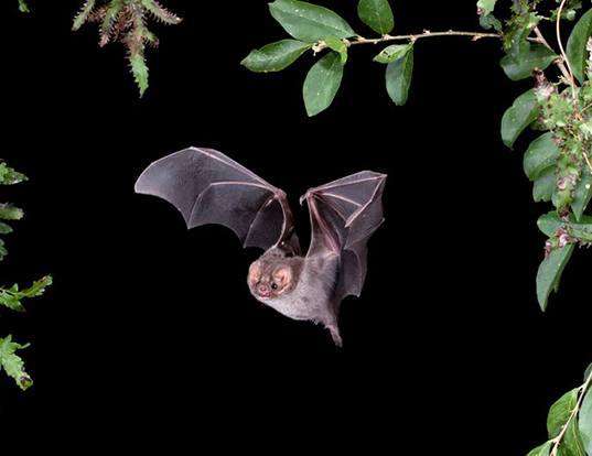 WHITELINED BROADNOSED BAT LIFE EXPECTANCY