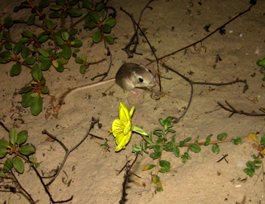 BRUSH-TAILED RABBIT RAT LIFE EXPECTANCY