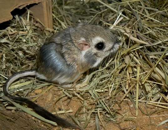 ESPERANZA DE VIDA DE LOS MERRIAM'S KANGAROO RAT