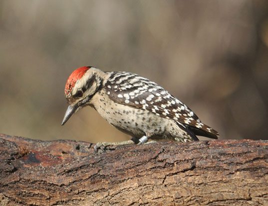 Picture of a ladder-backed woodpecker (Dryobates scalaris)