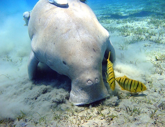 Picture of a dugong (Dugong dugon)