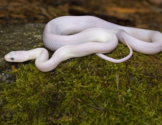 Picture of a texas rat snake (Elaphe obsoleta lindheimeri)