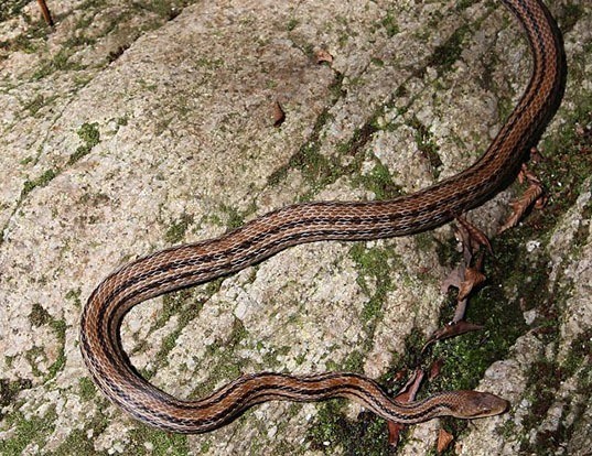 Picture of a japanese four-lined rat snake (Elaphe quadrivirgata)