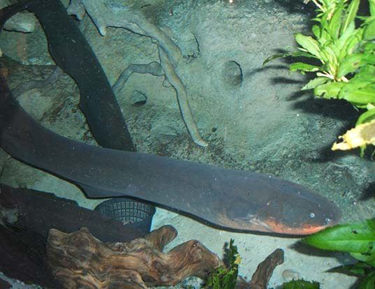 Picture of a electric eel (Electrophorus electricus)