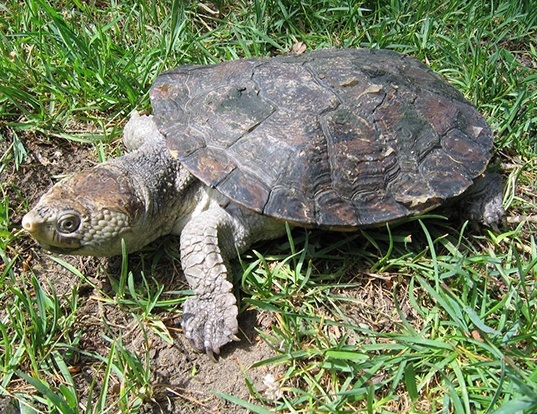 Picture of a saw-shelled turtle (Elseya latisternum)